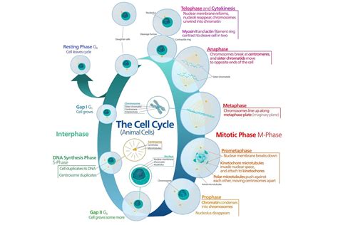 cells and life lab.